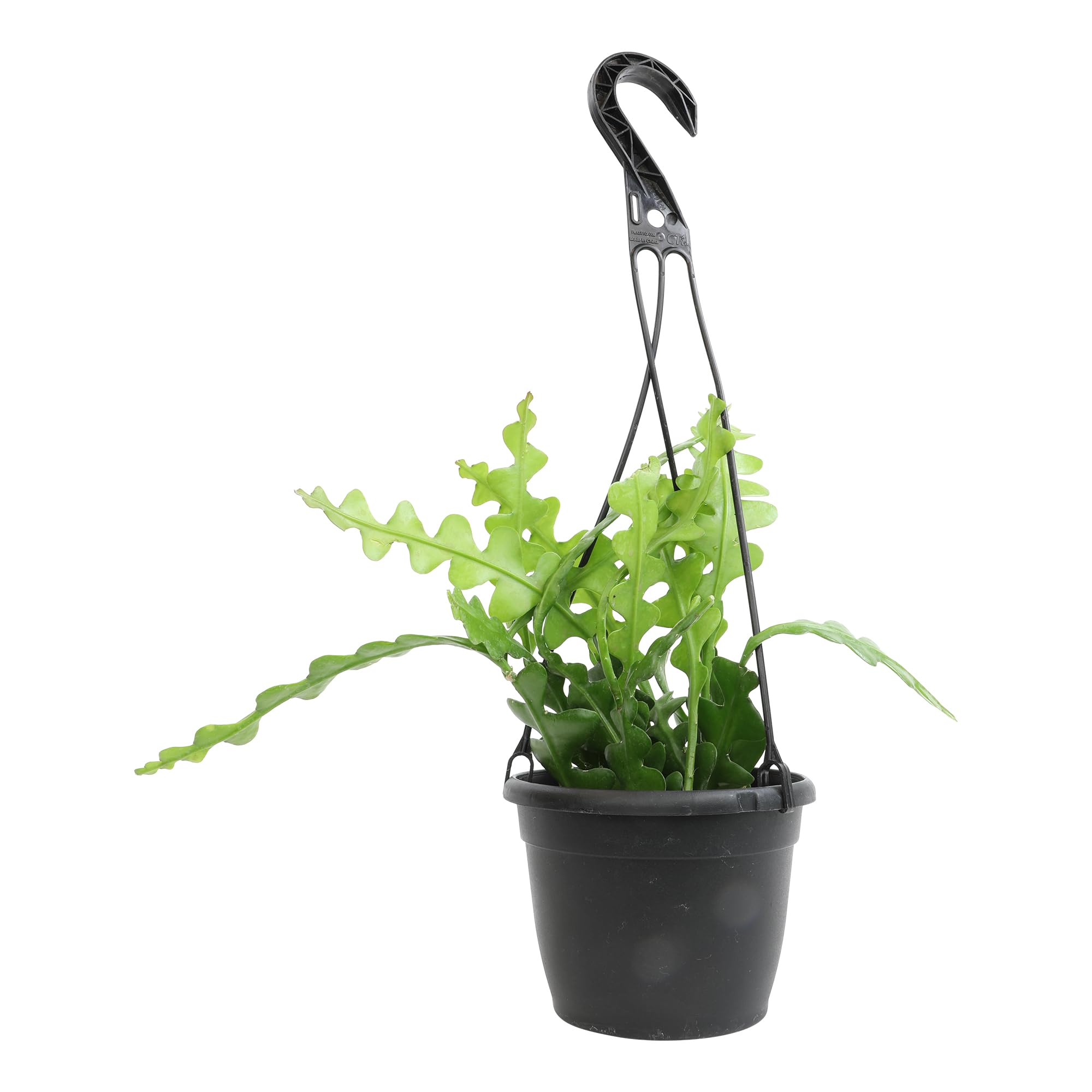 Zigzag Fishbone Cactus Hanging Basket, Non-Toxic Epiphyllum Orchid Succulent, Pet Friendl…