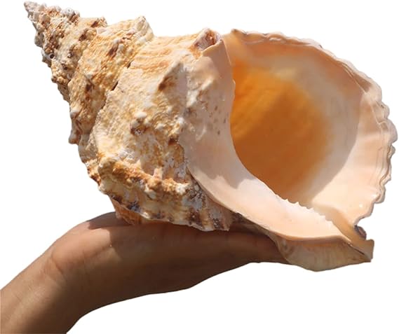 Amazon.com: COYOUCO Large Natural Conch Shells, Great for Wedding ...