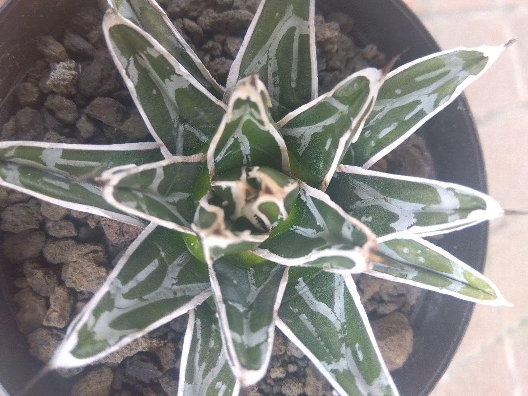 アガベ】達磨 笹の雪 極上大株 アガベ 極上姫笹の雪 子株4 アガベ 姫笹