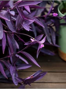 Videolu Mor Telgraf Çiçeği 1 Adet Saksılı/Tüplü 10-20Cm İç Mekan Bitkisi (Tradescantia Pallida)