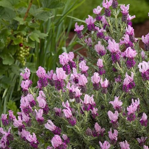 Spanish Lavender Live Plant in 3-Inch Pot, Lavandula Stoechas Aromatic