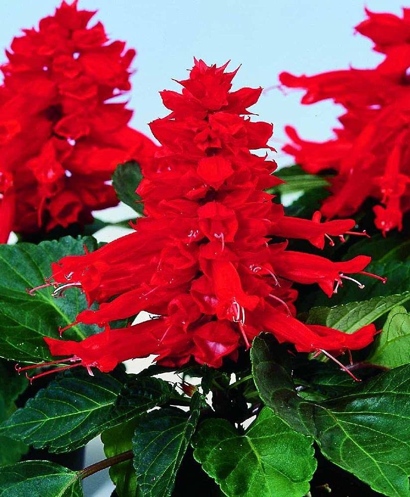 LIVE GREEN Flower Seeds | Salvia Red Color Flower Seeds For Home Gardening (100 seeds Pack) (B09BV76J6J) Amazon Price History, Amazon Price Tracker