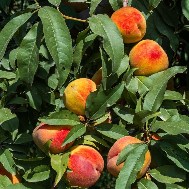 Sweet Peach Tree Live Plant Bare Root and Dormant, 12 to 18 Inches in Tall for Growing, Peachs Fruit Trees Cold Hardy, No Leaf in Winter