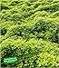Produktbild BALDUR Garten Bodendecker Zitronenthymian, 3 Pflanzen Thymus citriodorus aureus Polsterthymian Thymian Pflanzen winterhart