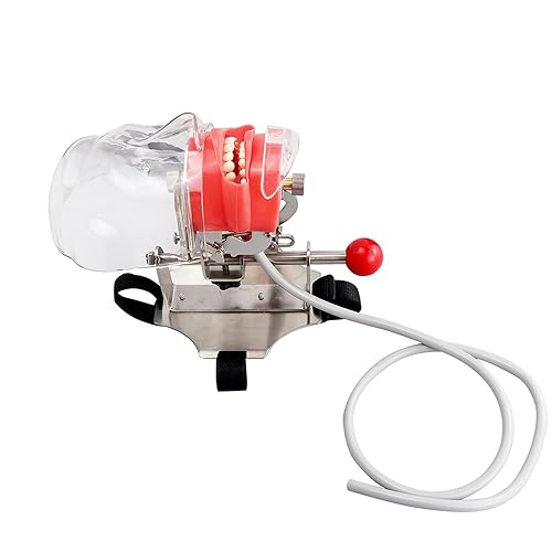 Miniatura 6 de Modelo dental de los dientes fantasmas del maniquí del simulador con el soporte del banco en la silla dental para la educación