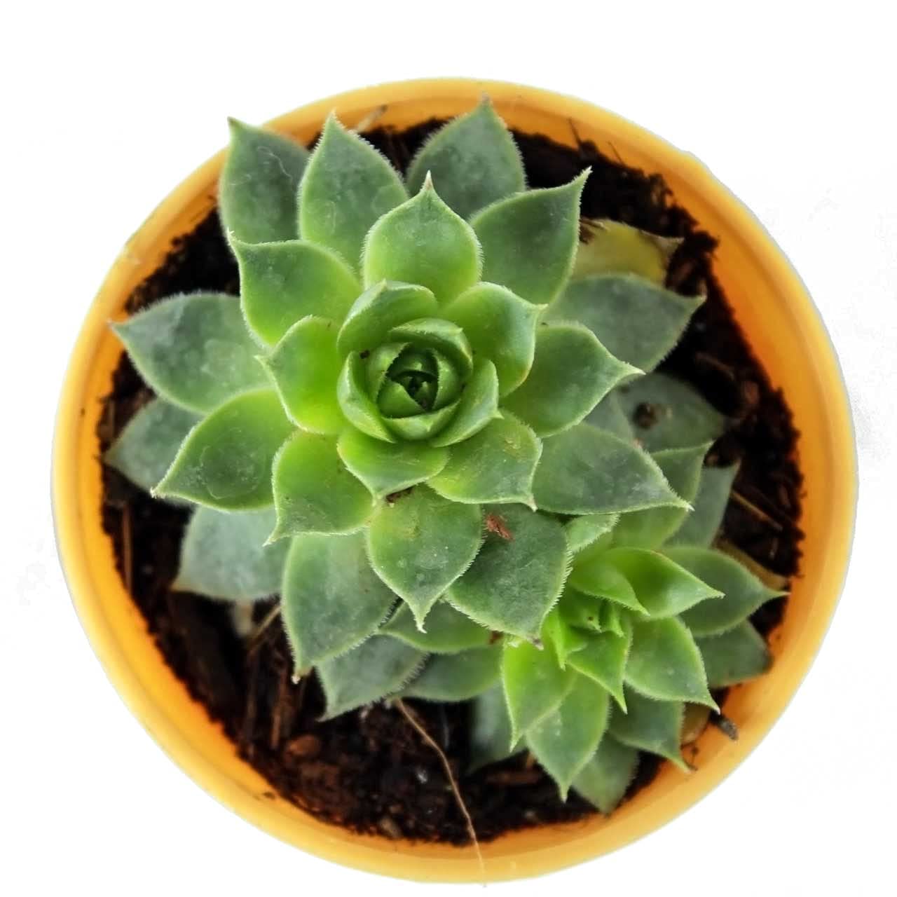 Mphmi Live Plant Nursery NCR Nurseryplant Graptopetalum macdougallii, Laxmi Kamal, Lakshmi Kamal - Succulent Plant (B0C2TD98PS) Amazon Price History, Amazon Price Tracker