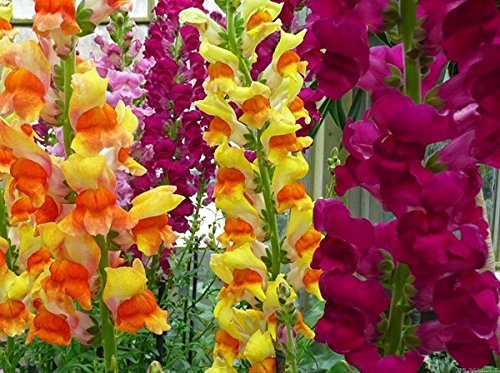 Seedscare Snapdragon Antirrhinum Ideal Mixed, 100 Seeds (B01DR0SM54) Amazon Price History, Amazon Price Tracker