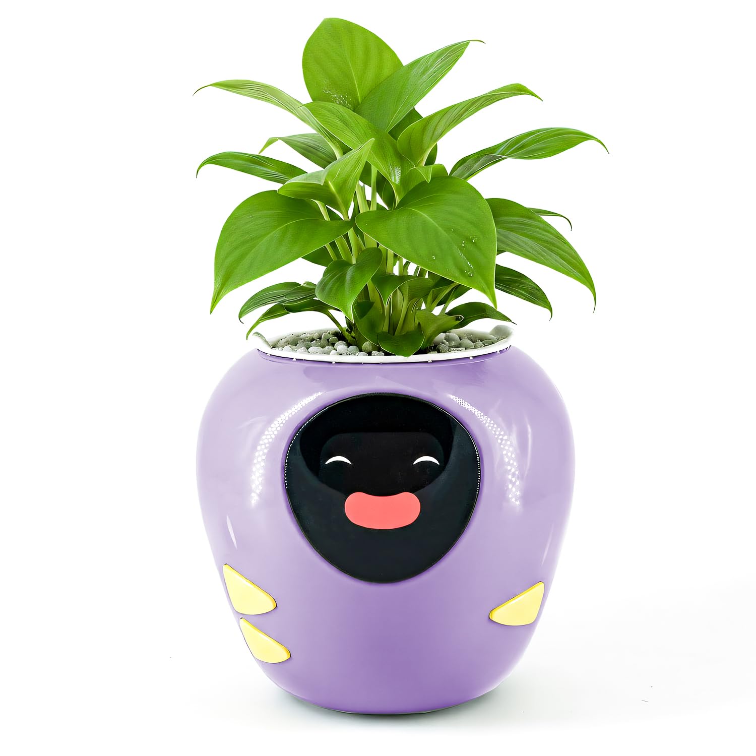 ポリカドット紫色植木鉢 Amazon.co.jp: Plantbot アップグレード 大型 スマート植木鉢 ペット