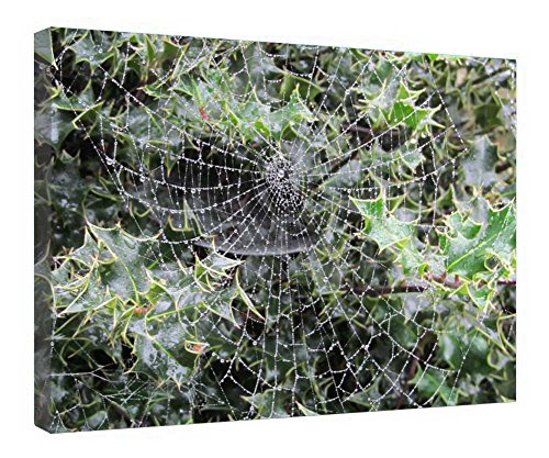 Impression sur toile Dewey Web tableau encadré bois 40x50cm tendue