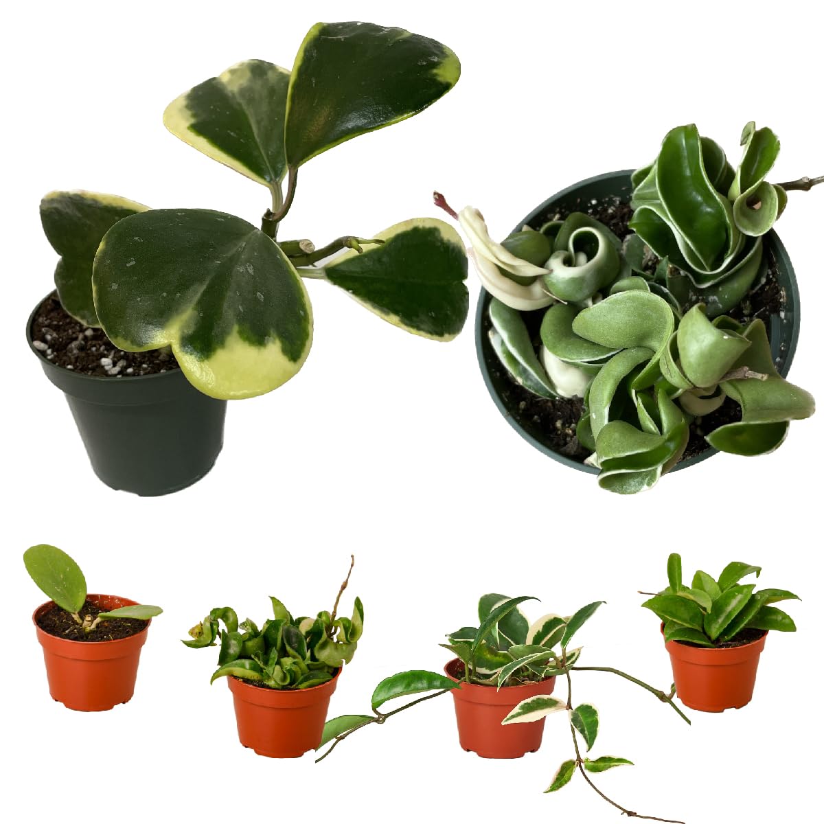 Hoya 4 Pack Variety