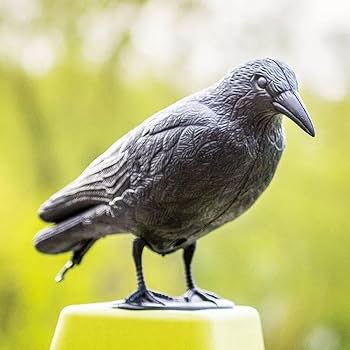 Amazon.co.jp: シミュレーション ブラック カラス ワタリガラス