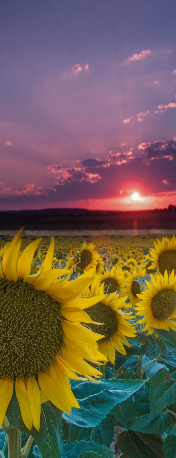 Poster de porte paysage nature pour illuminer un salon ou une chambre
