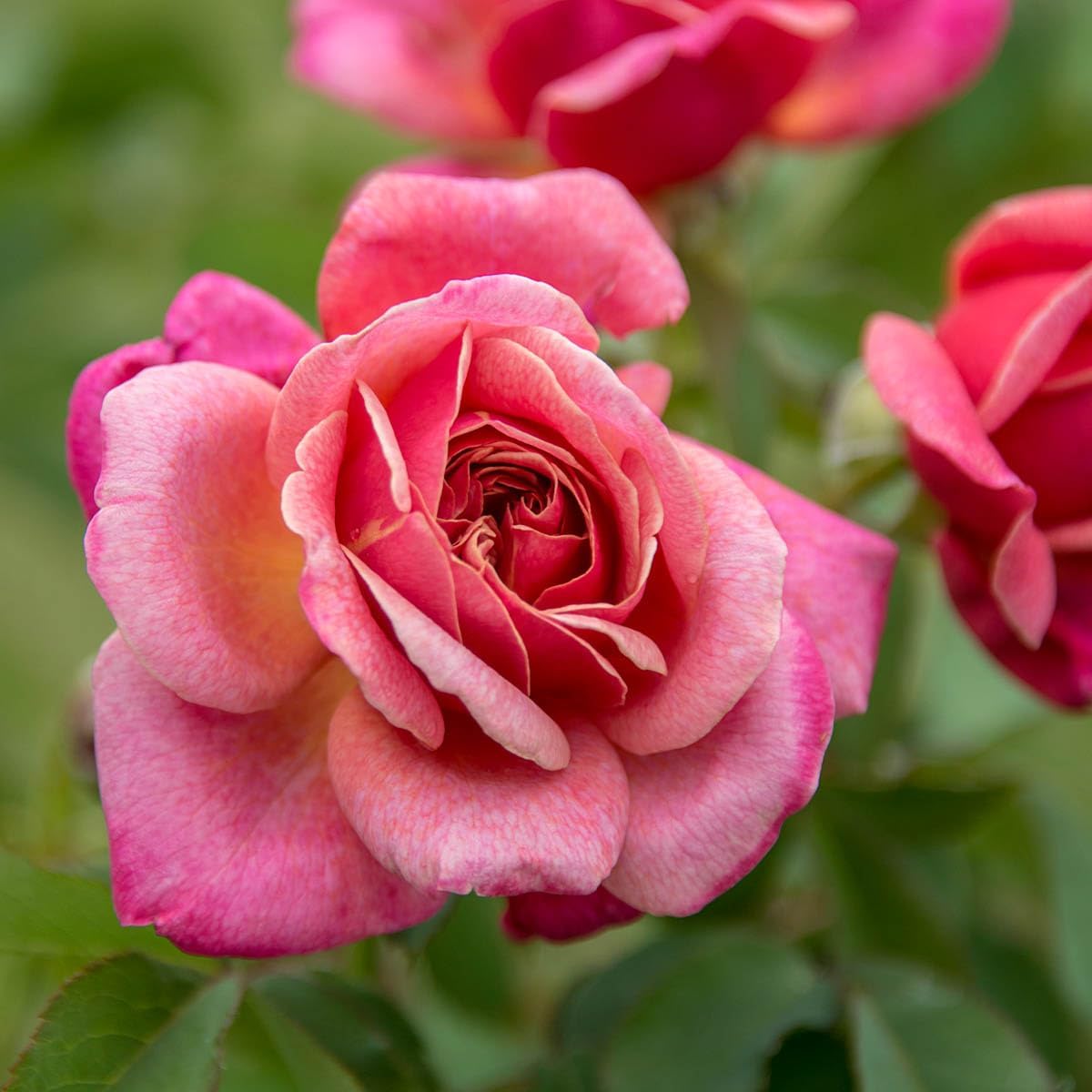 SPRING HILL NURSERIES - Queen of Elegance Floribunda Rose Dormant Bare Root Shrub (1-Pack)