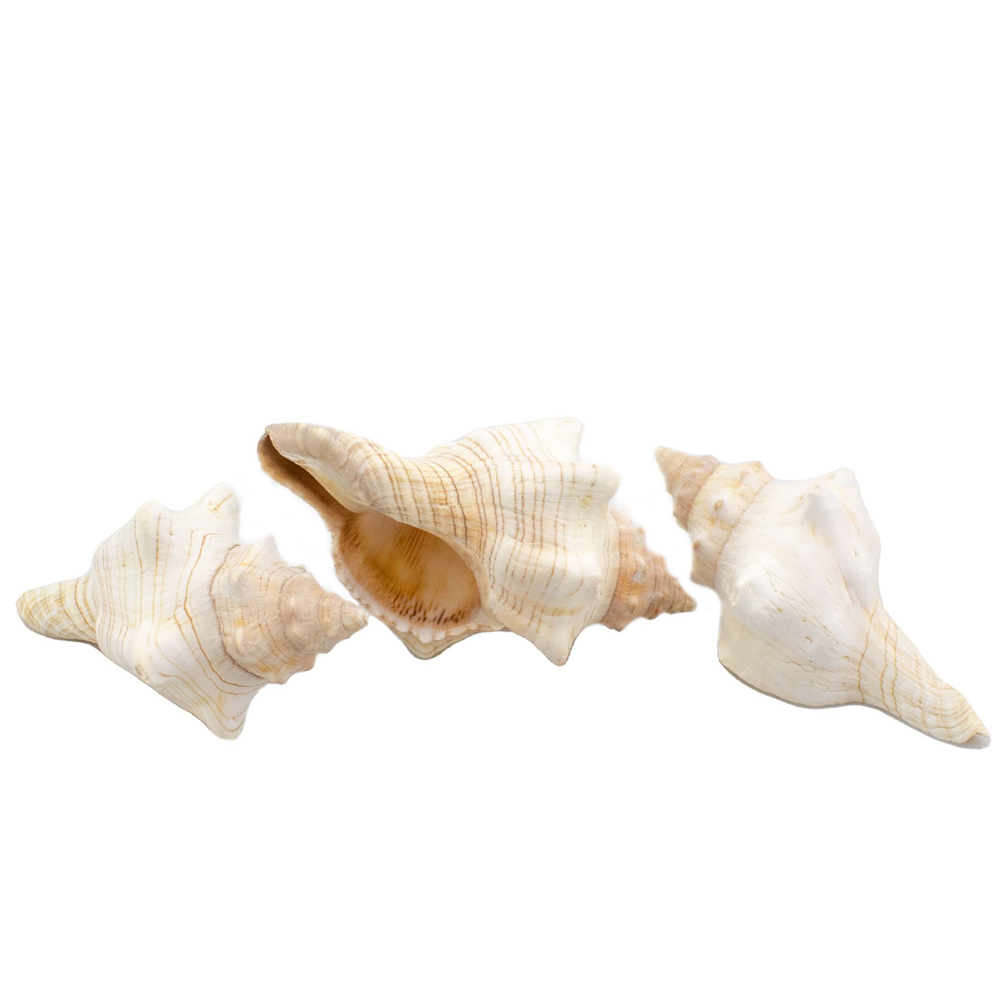 Amazon.co.jp: NW Wholesaler ユニーク 天然貝殻 - 10.22-12.7 cm 