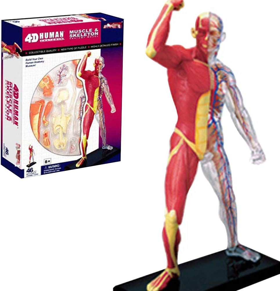 Male Torso Anatomical Model,anatomy Figure, Human Body Muscle And Skeleton Anatomical Model For School Study And Teaching