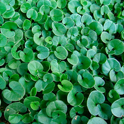 Outsidepride Warm Season Perennial Dichondra Repens Dwarf, Low Ground Ground Cover Plant & Lawn Alternative - 5 Lb #TOP3