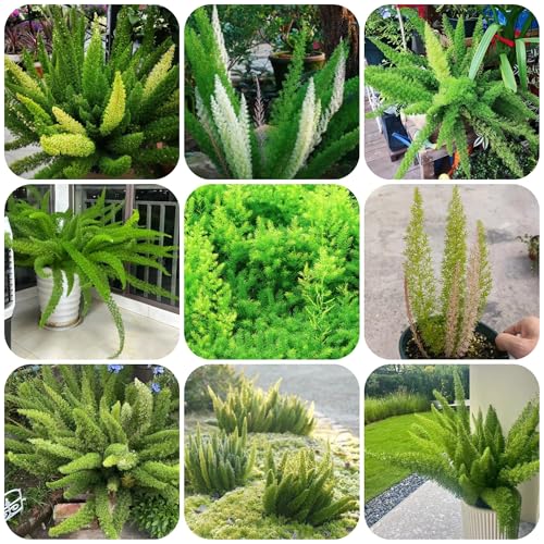 Semillas de espárragos densiflorus Las plantas de jardín de rocas son resistentes semillas de plantas de interior plantas de jardin plantas de balcón resistentes camas elevadas para 120pcs