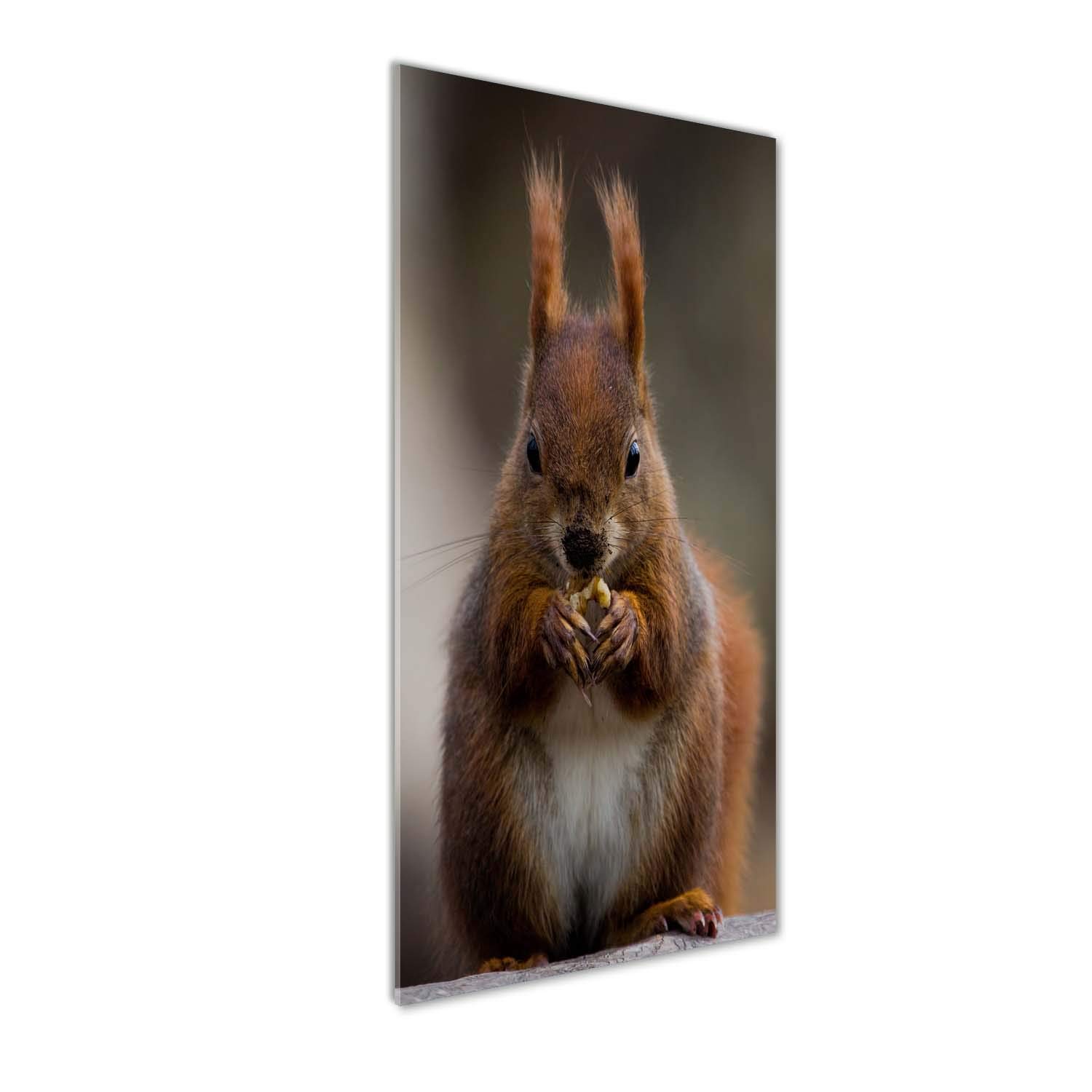 Impression sur verre acrylique 50x125 cm Tulup avec motif écureuil brun pour déco mural