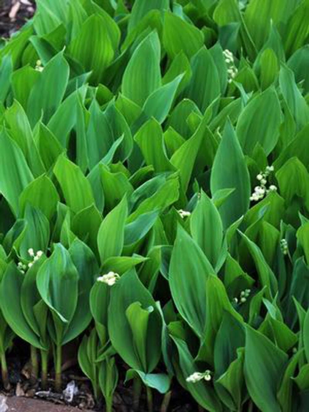 Perennial Farm Marketplace Convallaria majalis (Lily-of-The-Valley) Groundcover, 1 Quart, White Flowers