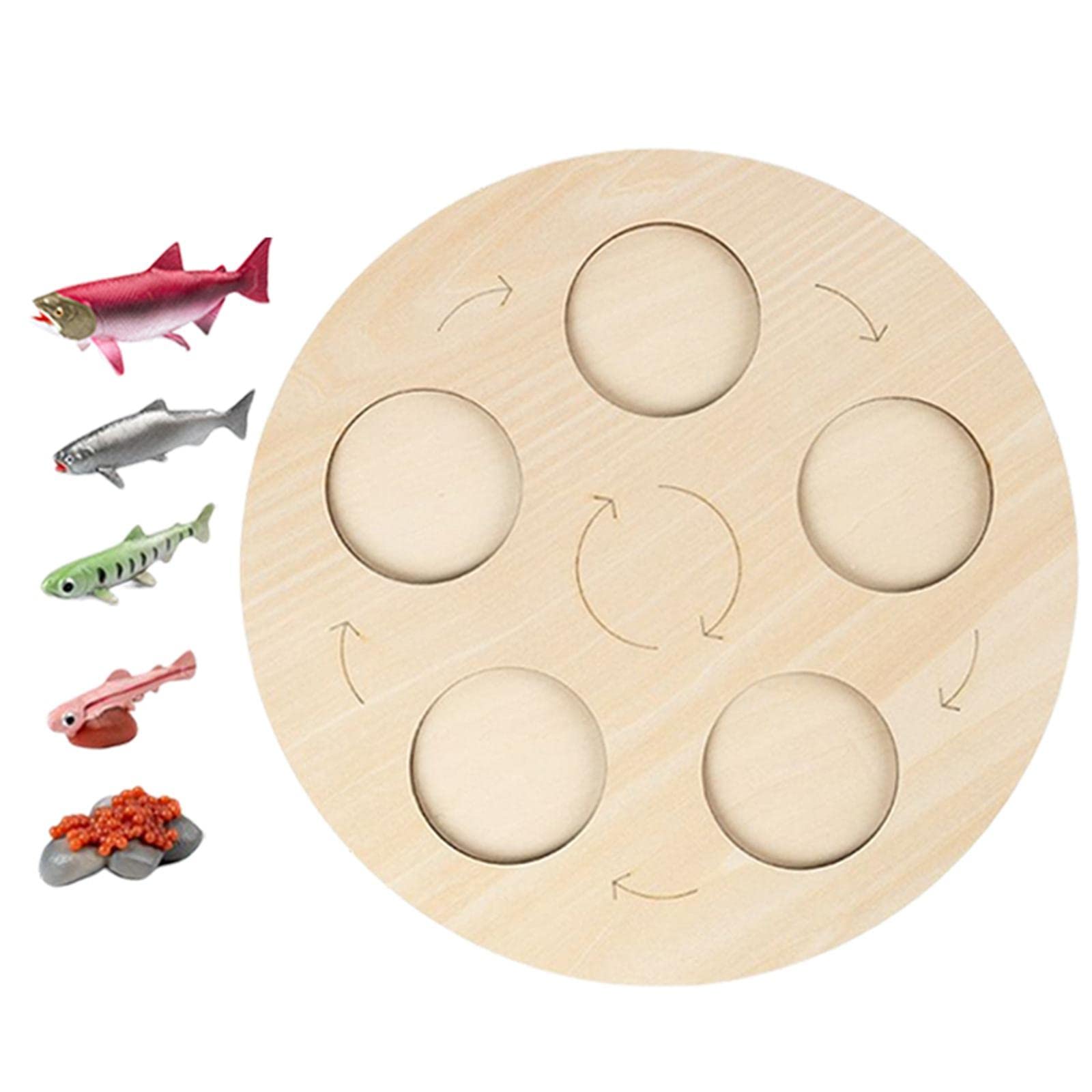 JISADER Life Growth Cycle Board Early #Educational for Preschool Kids, Salmon