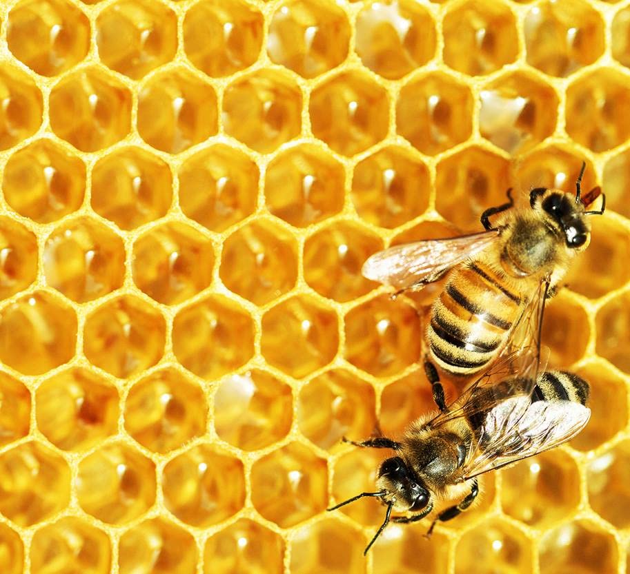 Miniatura 5 de Rigoni - Miel de los Alpes italianos, 10.58 onzas (paquete de 6)