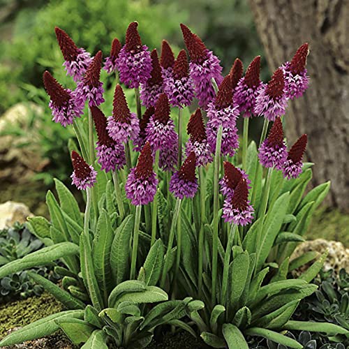 Image of You Garden - 3 x Red Hot Poker Perennial 'Primula vialii' in a 9cm Pot - Set of 3 Established Plants in 9cm Pots - Herbaceous Perennial Costal Plant for Gardens