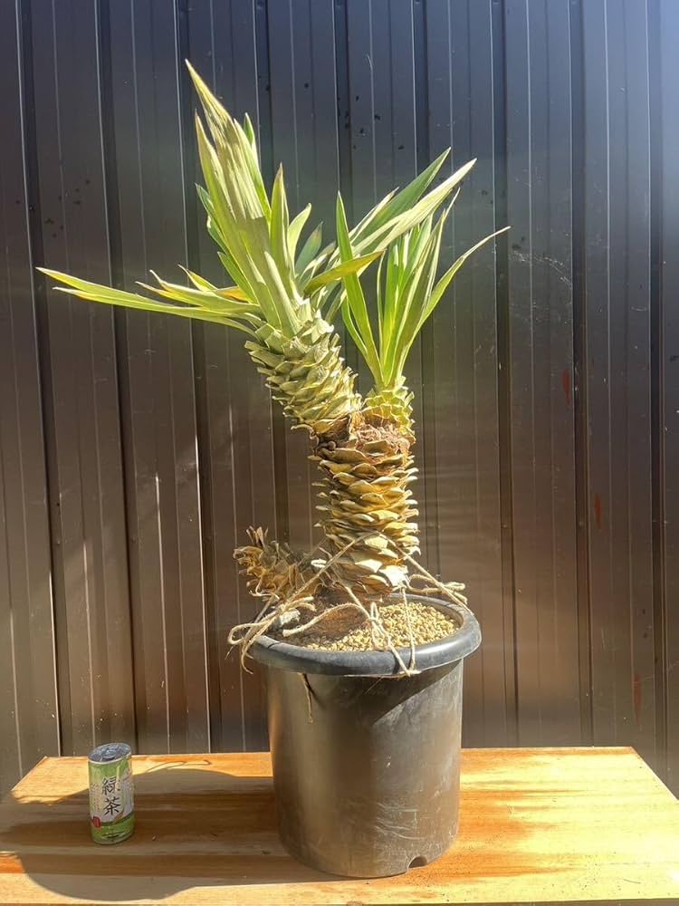 ❇ユッカグロリオサ　2ヘッド　幹立 ❇ユッカグロリオサ 2ヘッド 幹立 ユッカ グロリオサ