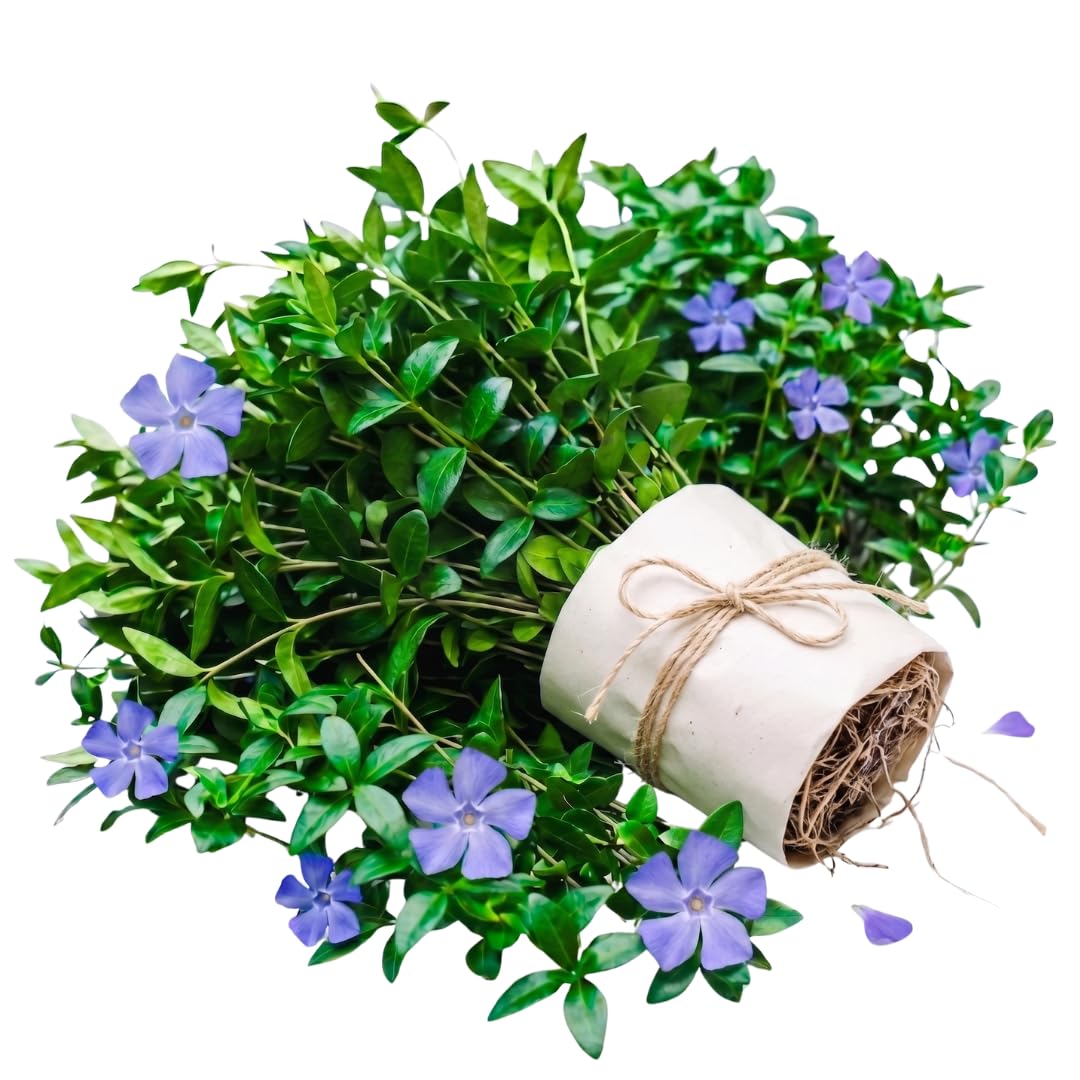 50 Vinca Periwinkle Plants Live, Outdoor Garden Flower Plant