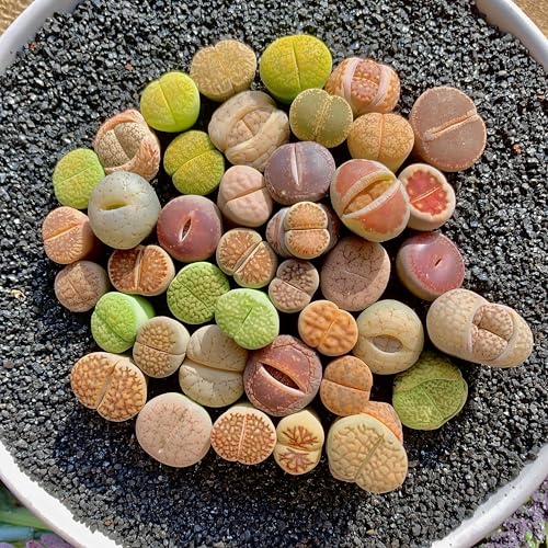 10 Pcs Lithops Succulent Plants Live 0.6-0.8 Rare Living Stones Mix Succulents Bare Root Without Pot & Soil Easy-Care Indoor Office Desk Decoration Unique Plant Gifts for Succulent Lovers