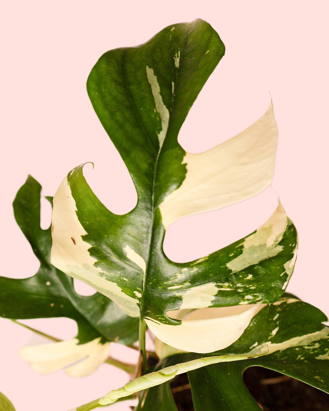 PUR PLANT Monstera Minima Variegada (Rhaphidophora tetrasperma Variegata) | Planta natural de interior premium y tropical | Hojas variegadas únicas | Maceta de Ø12 cm