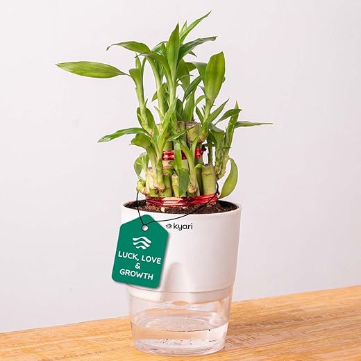 Lucky Bamboo Feng Shui Plant - Small 4 Inch