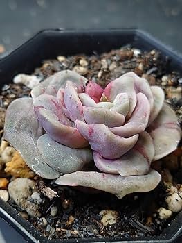 Amazon.co.jp: 多肉植物 韓国苗 ラブリーローズ錦 赤班 : ホーム＆キッチン