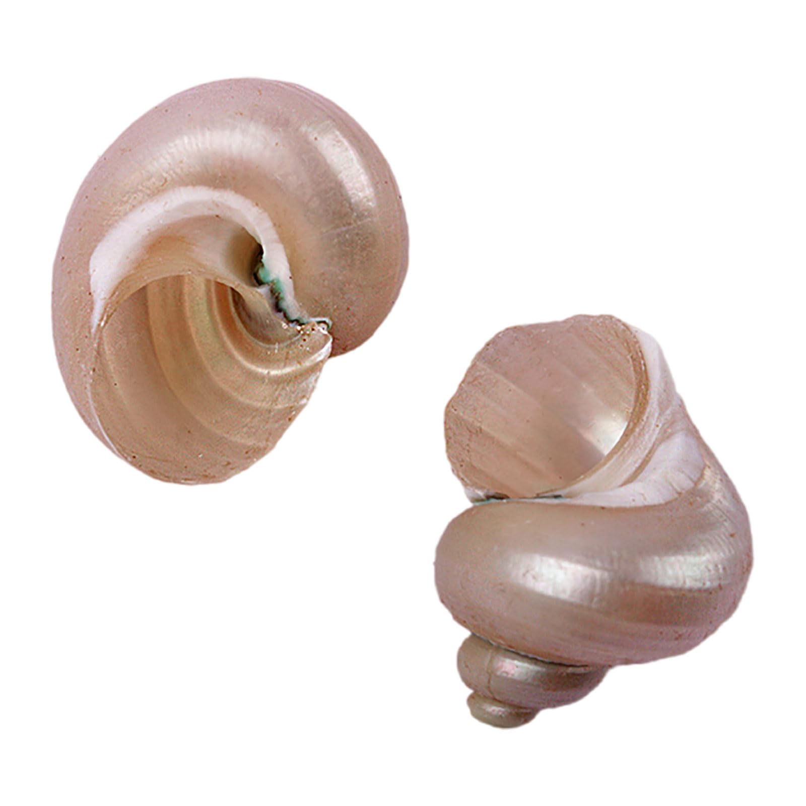 LuMOUzhou Hermit Crab Shells