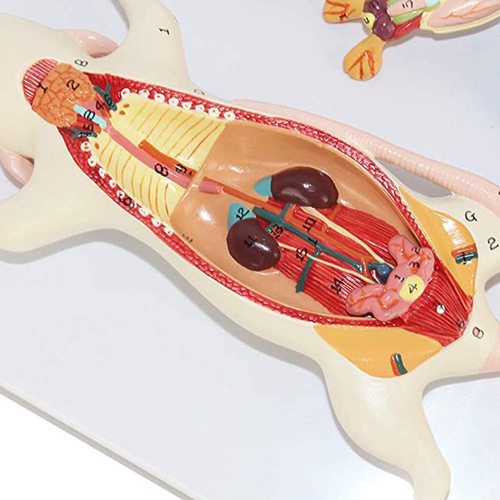 断面解剖アトラス マウス 解剖 骨格 マウス - 全身 正常解剖学 vet-Anatomy