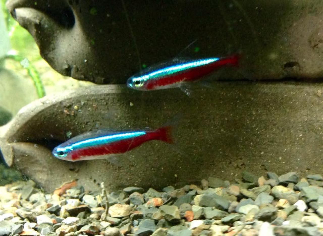 6 Pack - Cardinal Tetra Live Freshwater Aquarium Fish