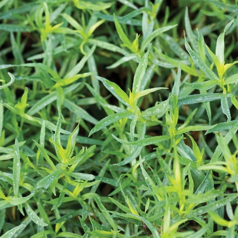 4 Tarragon Plants Live for Planting 4 to 8 Inch Height, Hardy Tarragon Live Plant Indoor Outdoor, Live Tarragon Culinary Gardening