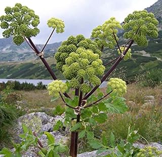 400 Angelica Archangelica Herb Seeds by Pretty Wild Seeds