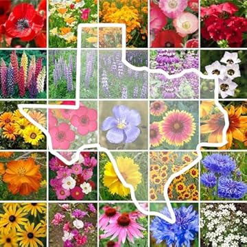 best flowers for texas heat