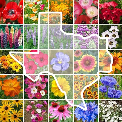 Eden Brothers Texas Wildflower Mixed Seeds for Planting 1/4 lb 120 000+ Seeds with Cornflower Birds Eyes African Daisy Attracts Pollinators Plant in Spring or Fall Zones 3 4 5 6 7 8 9 10