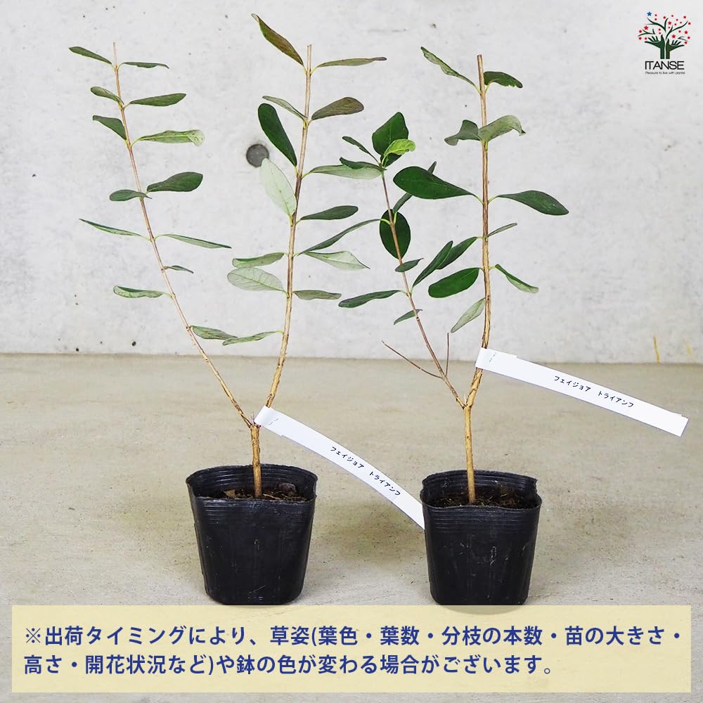 Amazon.co.jp: ITANSE フェイジョア トライアンフ 1年生 挿し木