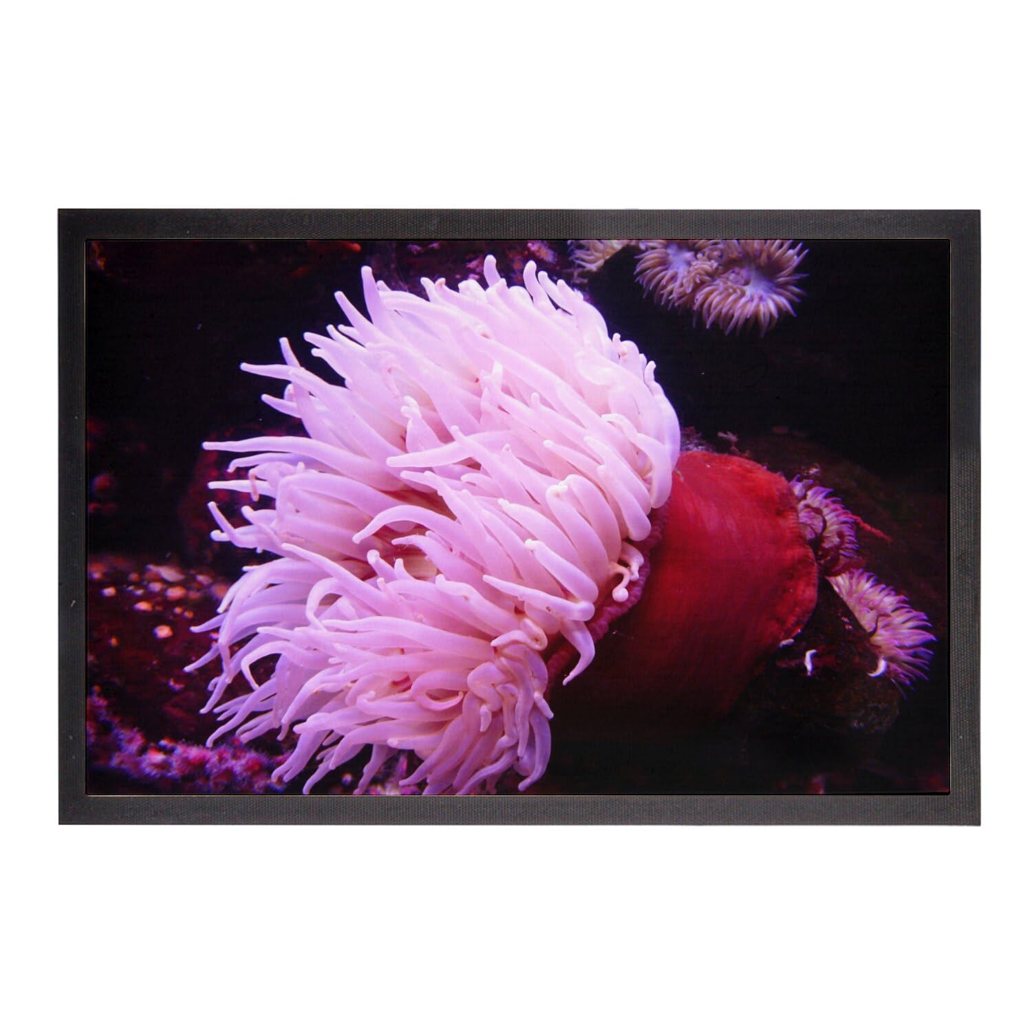 Paillasson Anemone de Mer Essuie-Pieds Antidérapant 60x40cm