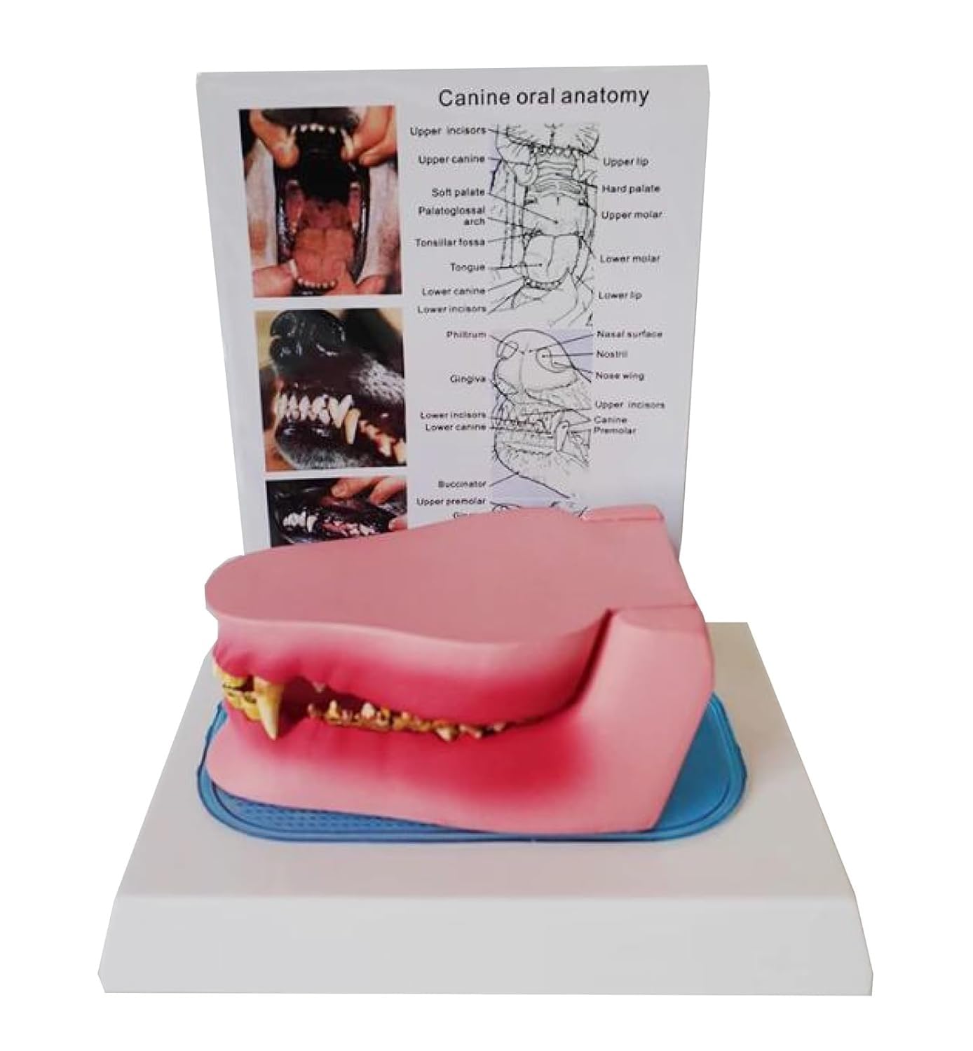 Model anatomiczny zęba psa, model chorego zęba psa, szkielet zwierzęcia z zapaleniem dziąseł, anatomiczny ząb kliniki weterynaryjnej Typodont dla psów, dekoracja edukacyjna gabinetu weterynaryjnego.