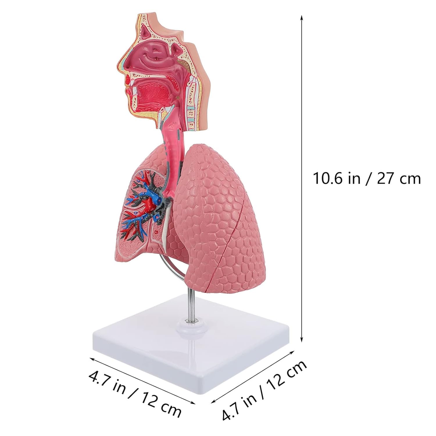 TEHAUX Human Lung Model, 3D Respiratory Lung Model, Human Nasal Cavity Throat Anatomy Tool for Teaching, PVC Material, Multi-Color, 10.6 X 4.7 X 4.7 Inches