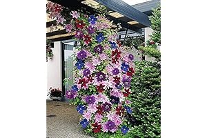 Clematis ~Vibrant Hues~ Captivating Blooms