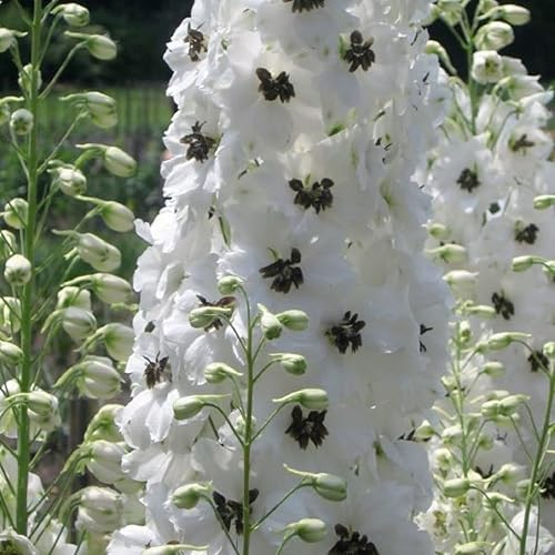 50 semillas blancas oscuras de Delphinium Flor perenne Semilla de jardín Flores de semilla Flor