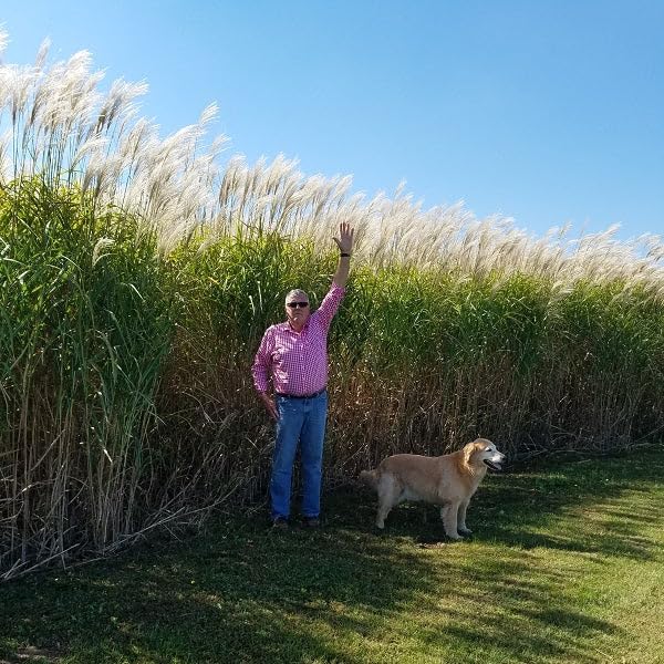 25 Foot Wide Privacy Fence - Giant Miscanthus