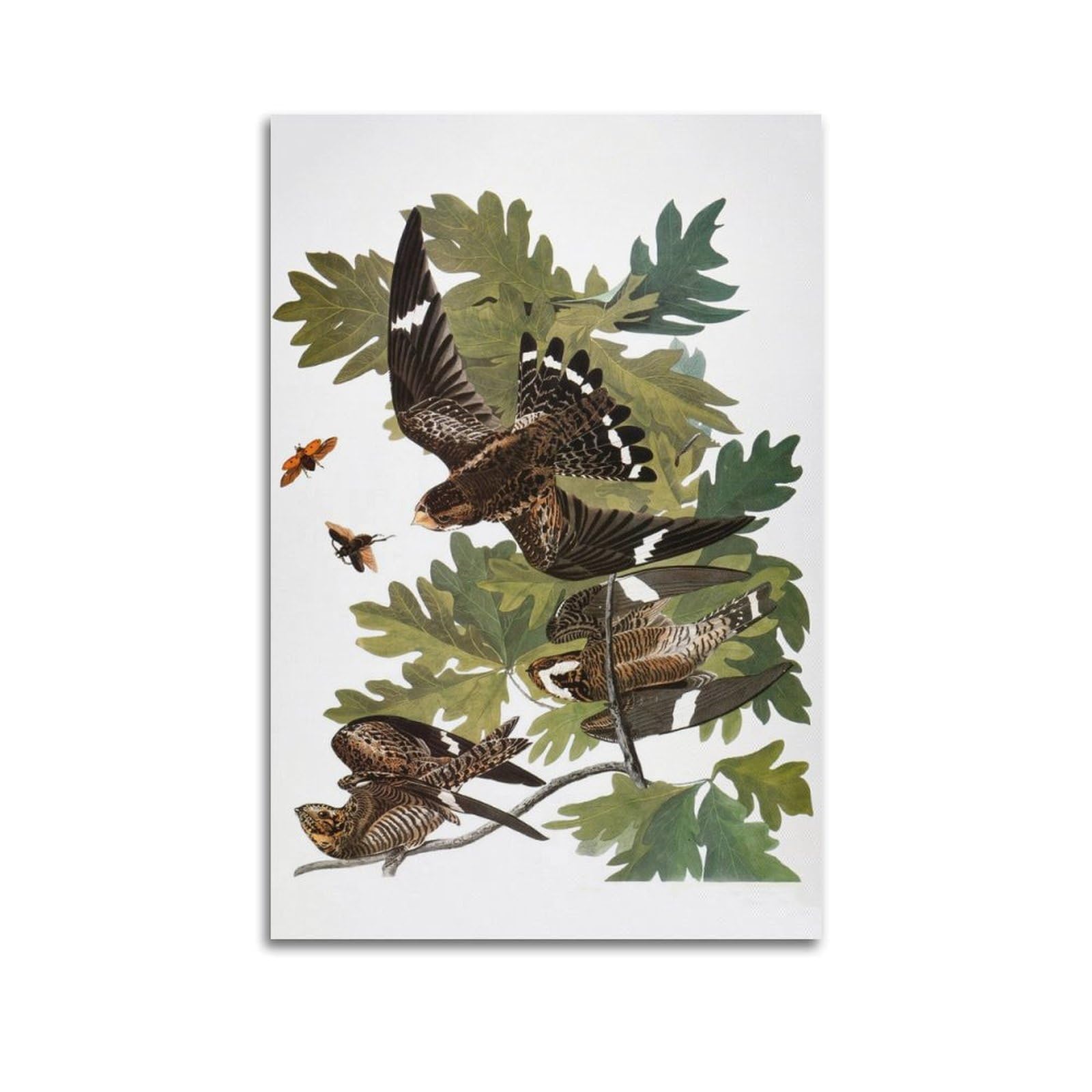 Ymxsdimds Unframe-Style Audubon Nighthawk By John James Audubon Painting Art Posters Wall Art Scroll Canvas Painting Picture Living Room Decor Home 24X36inch(60X90cm)
