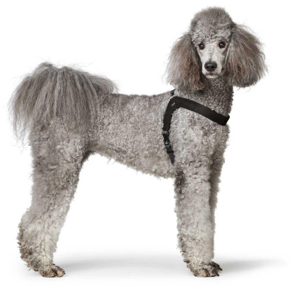 HUNTER Arnés para Perros DIMARO, Color: Negro, Suave y Resistente, excelente Ajuste, fácil de Poner, infinitamente Ajustable, Ideal para Cachorros y Perros de Miedo, Talla M