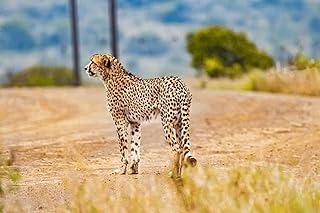 Yingxin34 500 Piece Jigsaw Puzzle - 500 Piece Puzzle - Big Puzzle - Puzzle for Adult and Kid - 500 Piece - Leopard on The Prairie - 500 Piece Puzzle-52x38cm(20.47x41.96inch)