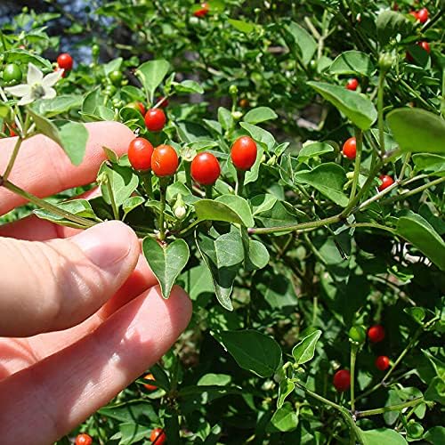 1 Live Chiltepin Tepin Chili Pepper Plant in 4Inch Tall Pot as Shown in The Picture Capsicum annuum VAR. glabriusculum